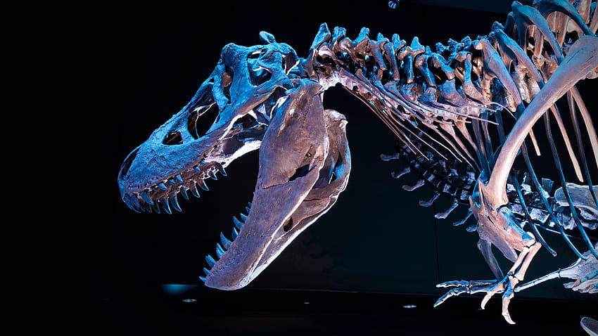 Кралят на динозаврите, фосил на динозавър HD тапет