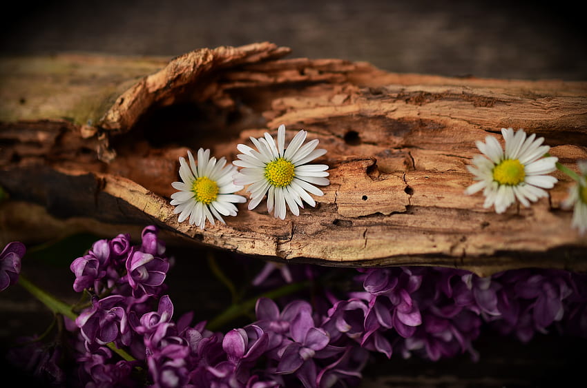 Flowers, Lilac, Camomile, Bark HD wallpaper