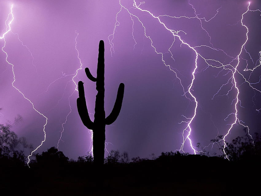 Електрическа буря над Тусон, Аризона е много често срещано явление, особено по време на мусоните. LOVE MONSOON S. Силует на кактус, Светкавична буря, Тусон, Аризона HD тапет