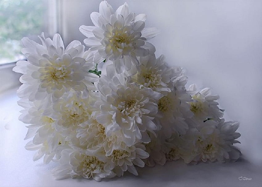 Innocence, white, bouquet, window, chrysanthenums, bunch, beautiful, purity, virtue, mums, light, petals, flowers HD wallpaper