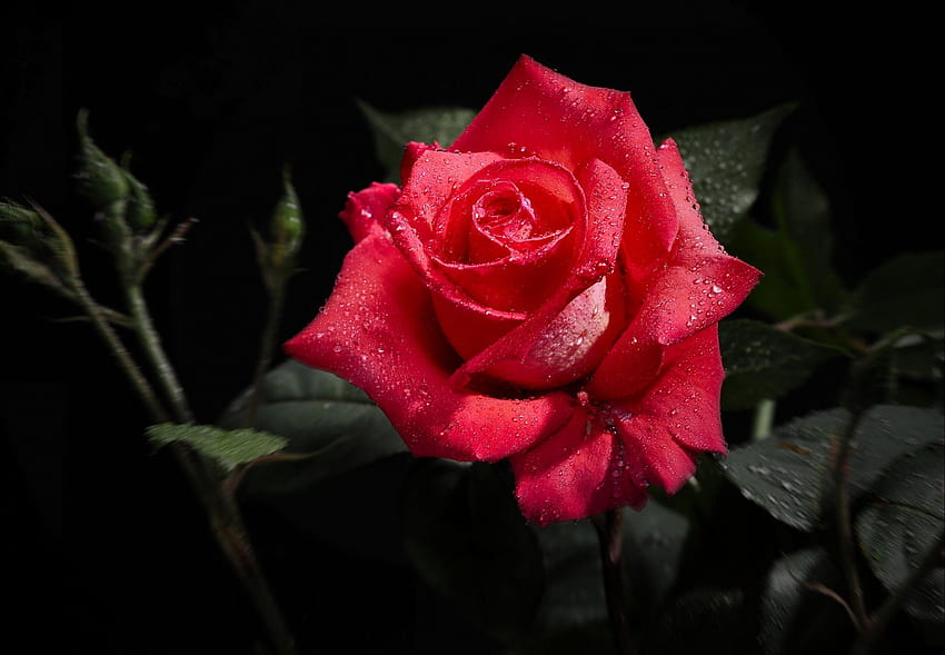 Kwiaty, krople, kwiat, kwiat róży, róża, pączek, świeżość, czarne tło Tapeta HD