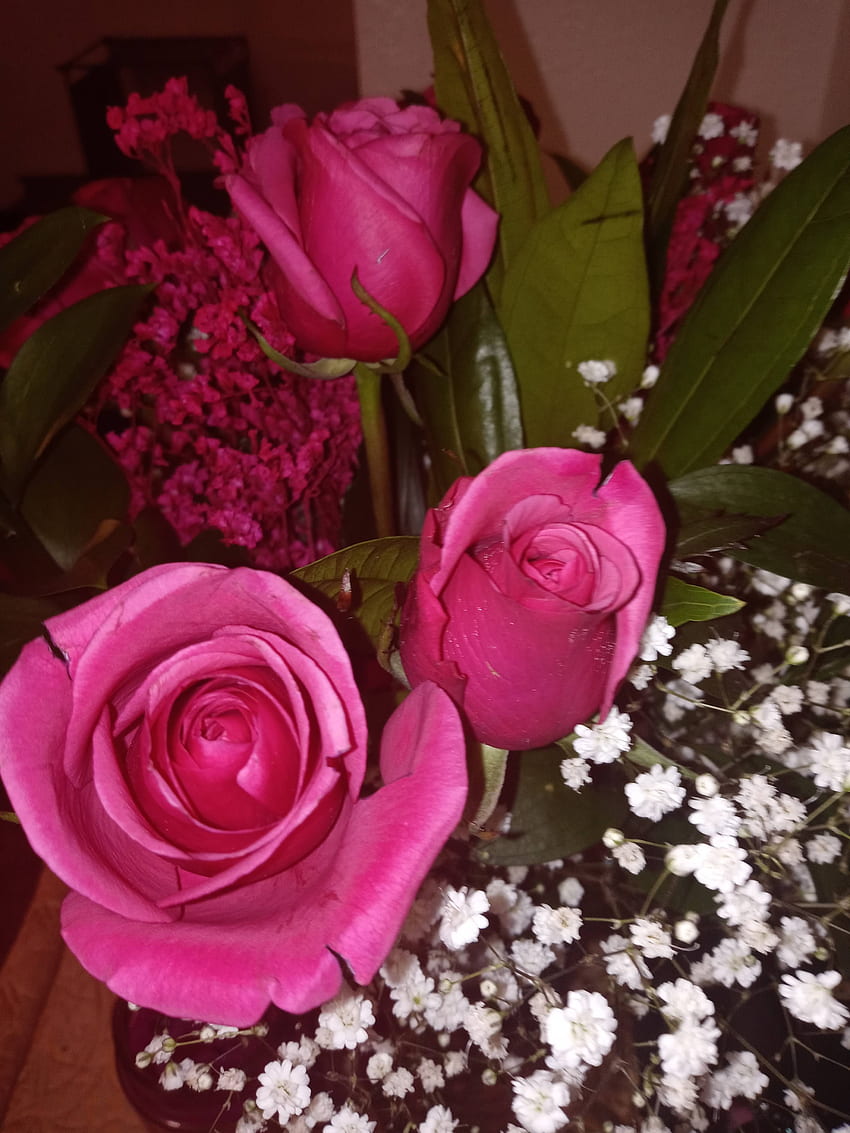 Róże, hybrydowa róża herbaciana, czerwona Tapeta na telefon HD