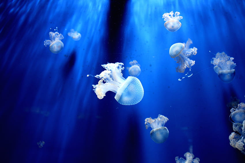 Animals, Jellyfish, Underwater World, Tentacles, Small HD wallpaper