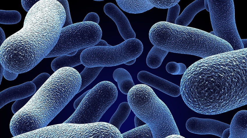 Bakterien, Mikroskop HD-Hintergrundbild