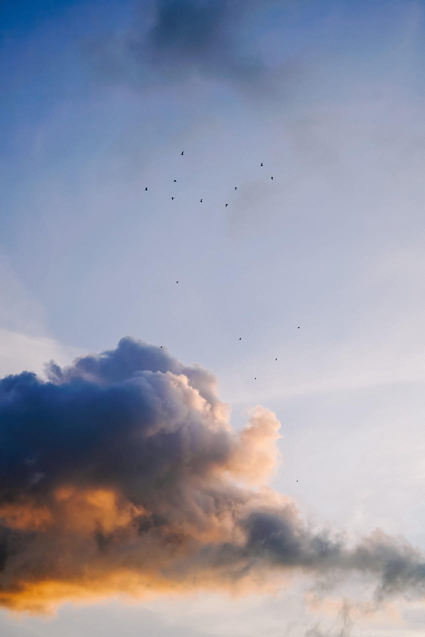 自然, 鳥, 空, 雲, 群れ HD電話の壁紙