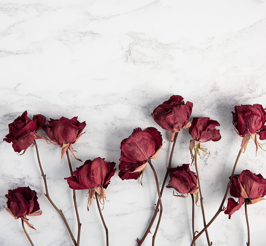 Dry, red roses, flowers HD wallpaper