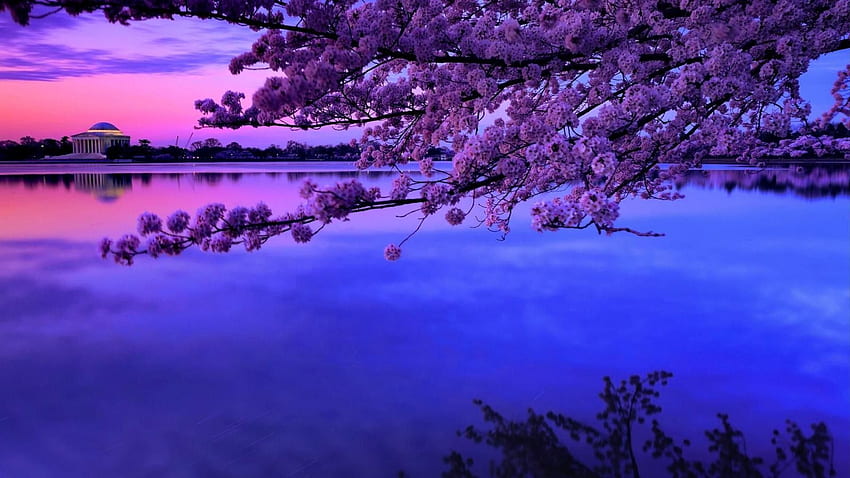 Jeziora: Monument Cherry Basin Tree Blossoms Twilight Blossom Tidal Tapeta HD