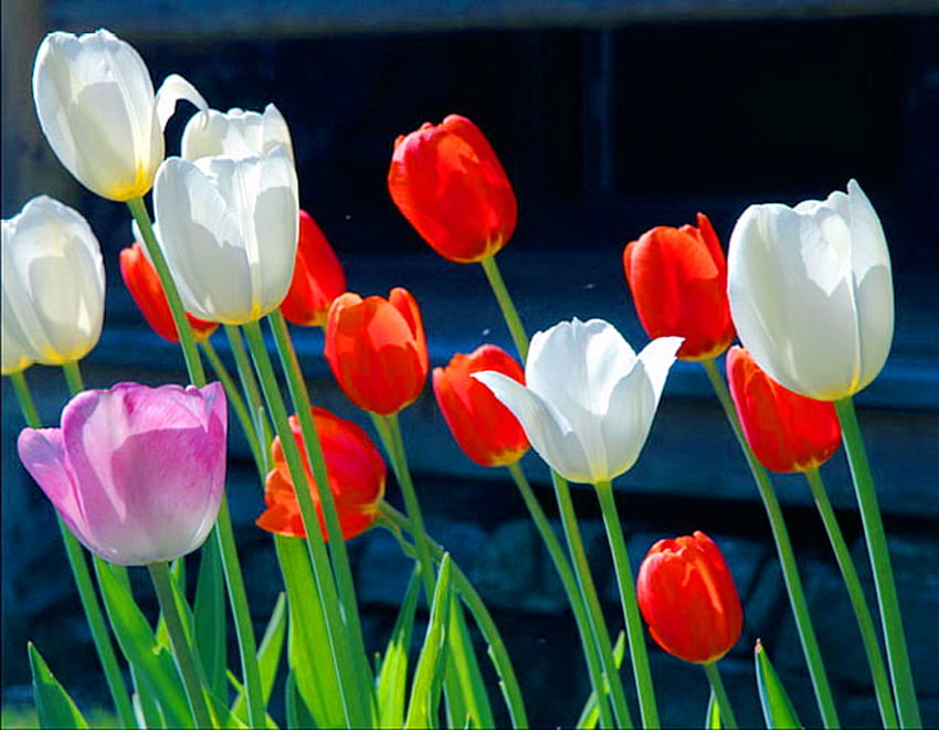 Couleurs, rose, blanc, noir, vert, rouge, fleurs, tulipes Fond d'écran HD