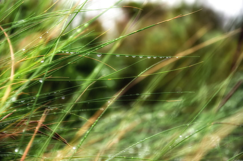 Gras, Regen, Sommer, Tropfen, Makro, Tau HD-Hintergrundbild