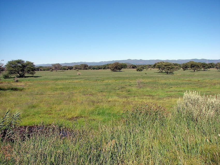 African Grasslands Hintergrund Hintergrundhintergrund [] für Ihr , Handy & Tablet. Erkunden Sie den Grasland-Hintergrund. Grünland, Grünlandhintergrund, Grünland HD-Hintergrundbild
