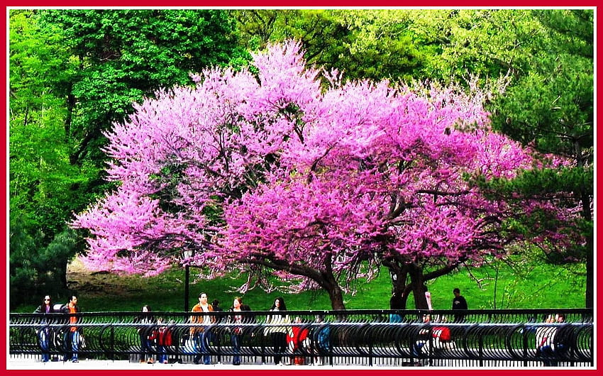 Alberi rosa di New York, panchina, città, popolare, colori, stagioni, parco, rosa, verde, alberi, New York, natura Sfondo HD