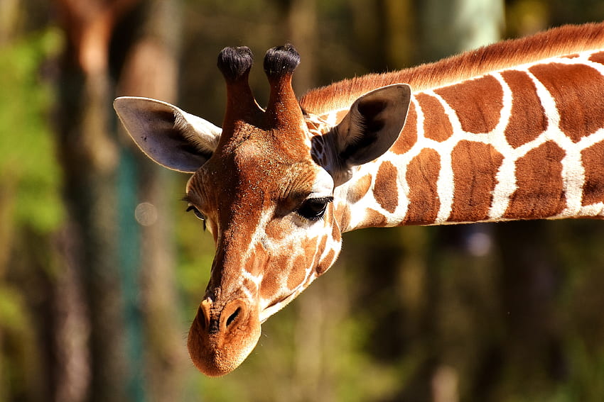 Tiere, Schnauze, gefleckt, fleckig, Giraffe HD-Hintergrundbild