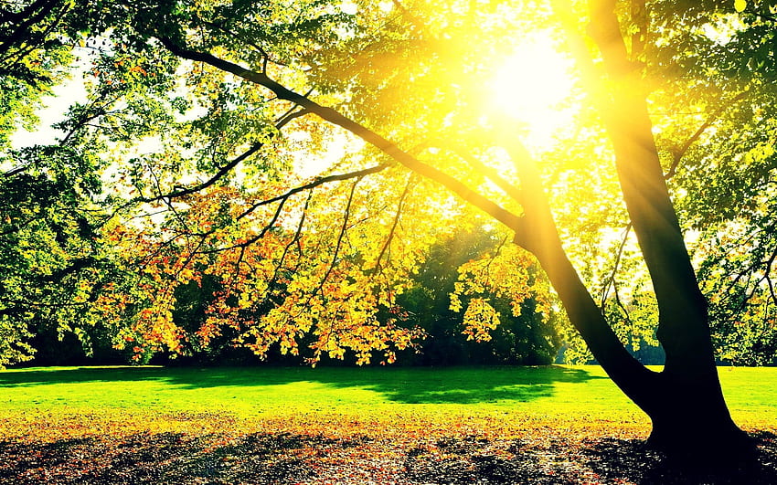 Sunshine Autumn Trees, soleil, vert, arbres, automne, nature, herbe, soleil Fond d'écran HD