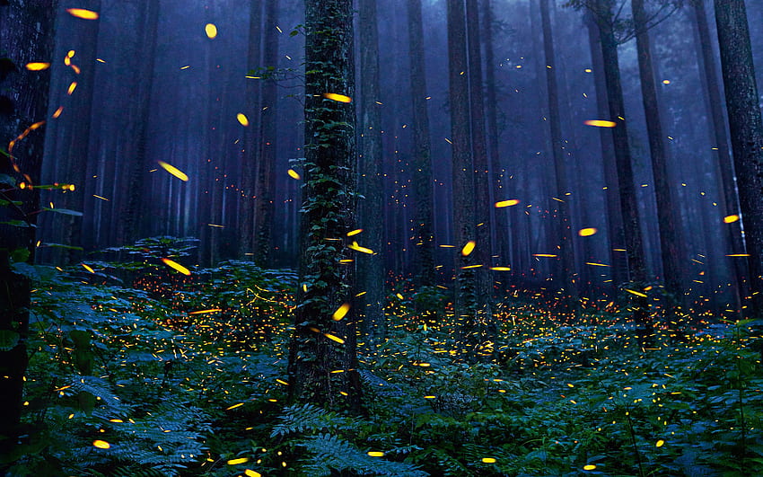 Fireflies Forest , Nature, , , Background, and , Firefly HD wallpaper