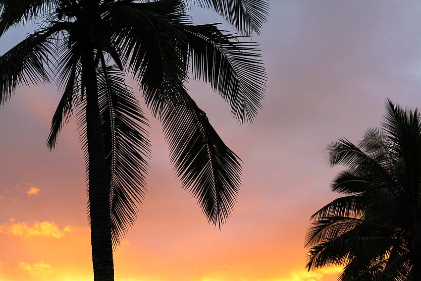 Nature, Sunset, Palms, Branches HD wallpaper