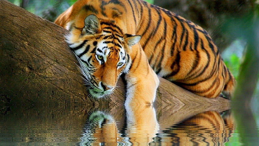 beautiful tiger reflection, black strips, animal, tiger, water HD wallpaper