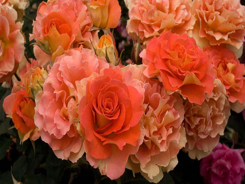 Pomarańczowe Róże, Kwiaty, Róże, Zbliżenie, Okwitnięcie Tapeta HD