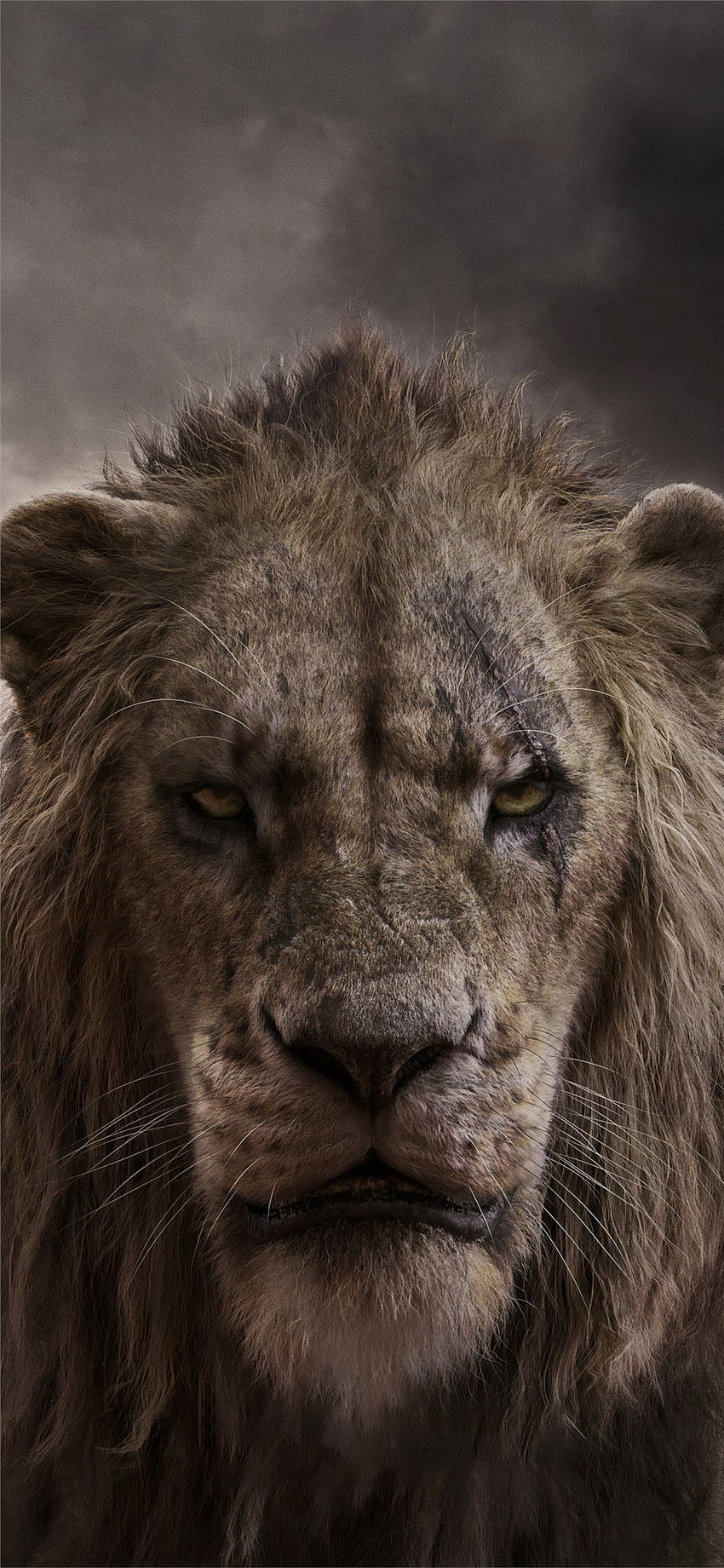 León, leones malvados fondo de pantalla del teléfono