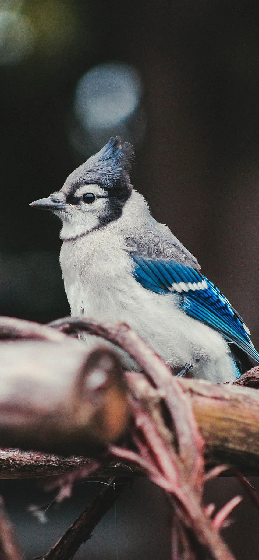 48+] Toronto Blue Jays Wallpaper iPhone - WallpaperSafari