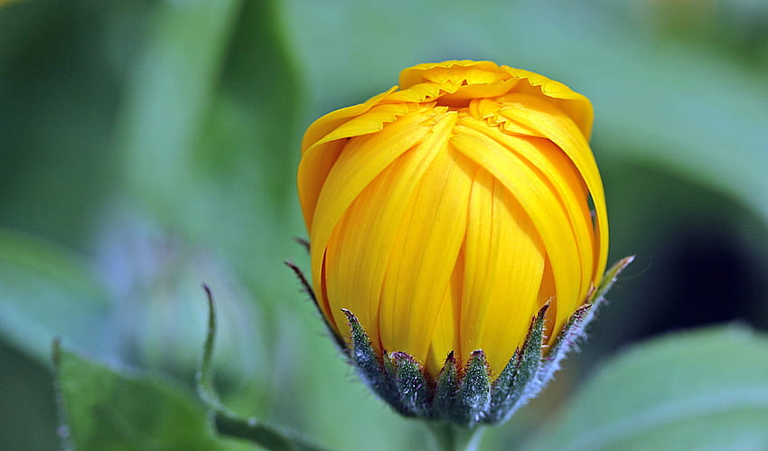 / ringelblume calendula knospe open gardening naturheilkunde HD-Hintergrundbild