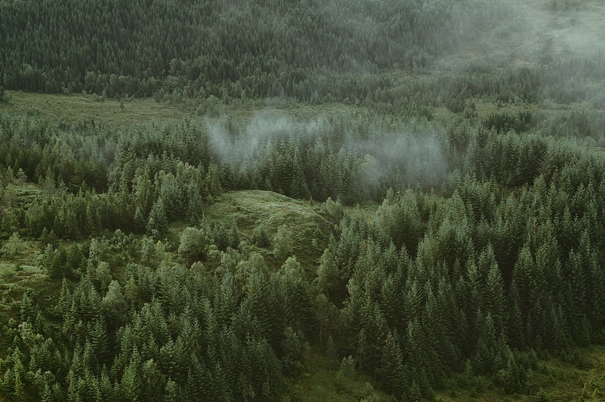 naturaleza, árboles, nubes, vista desde arriba, conífero, bosque, colinas fondo de pantalla
