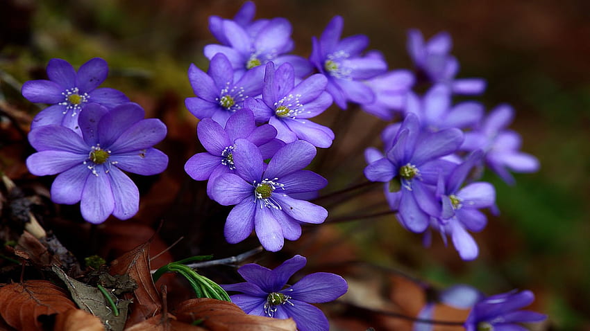 Pechenocna noble, spring, blossoms, blue, plants, petals, garden HD wallpaper