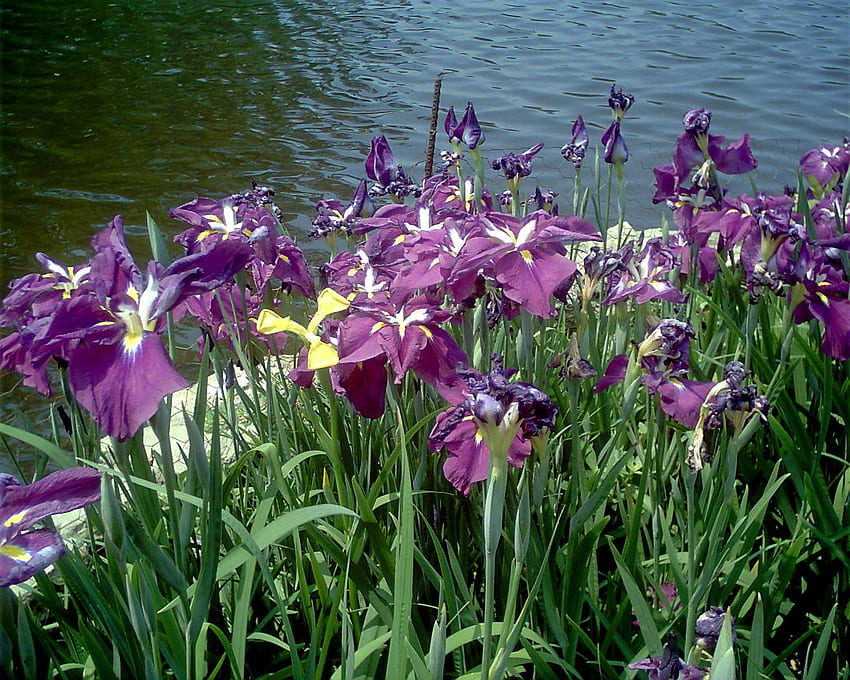 アイリス、紫、春、水、湖 高画質の壁紙