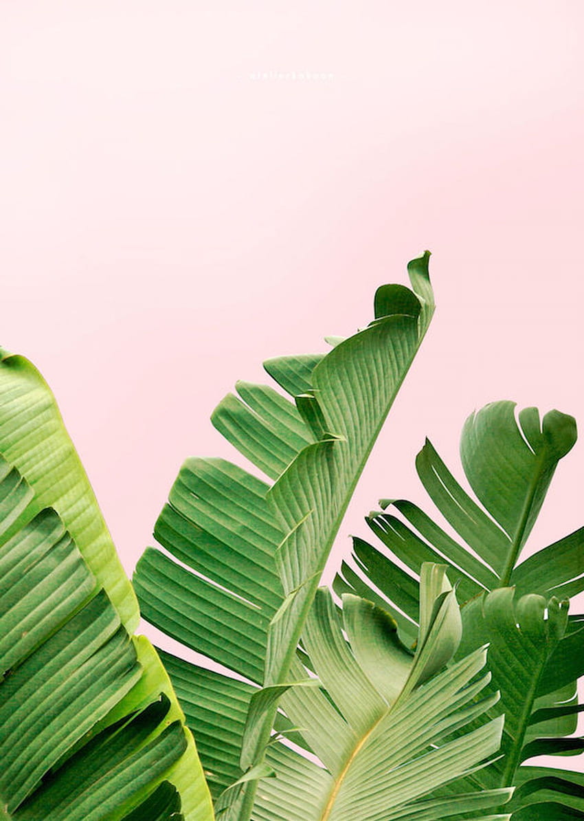 Тропически плакат с отпечатък на бананови листа с отпечатък на листа от палмови листа. Etsy. Тропически арт печат, тропически плакат, печат на бананови листа HD тапет за телефон