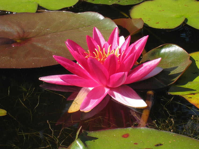 Pink water lilly, summer, pink, lilly, green, leaf, water, pond HD wallpaper