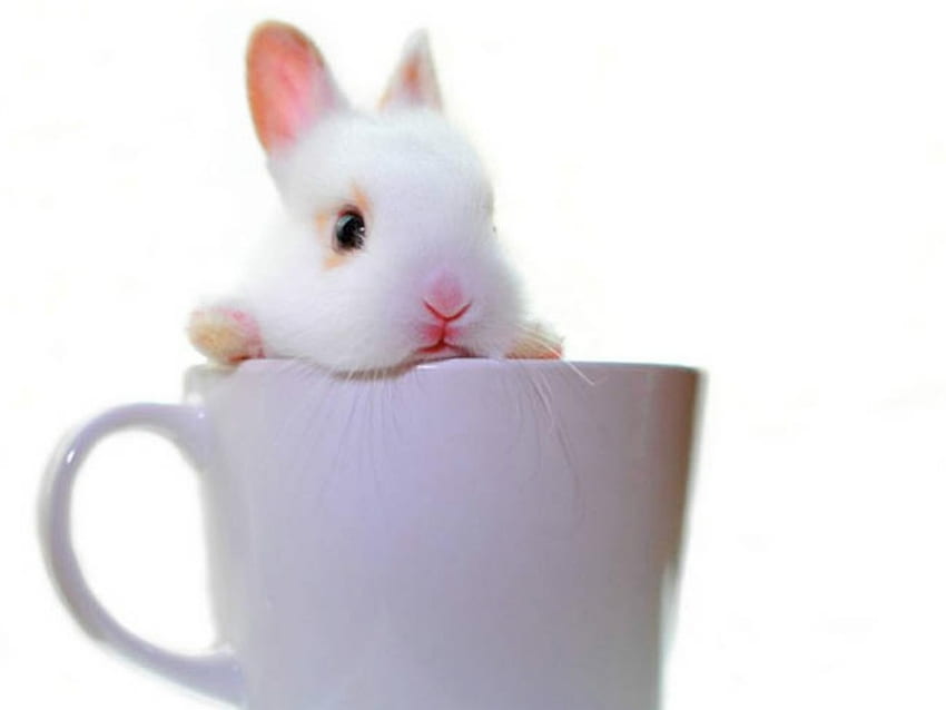Bunny in a cup! #bunny #cute #cup #pet