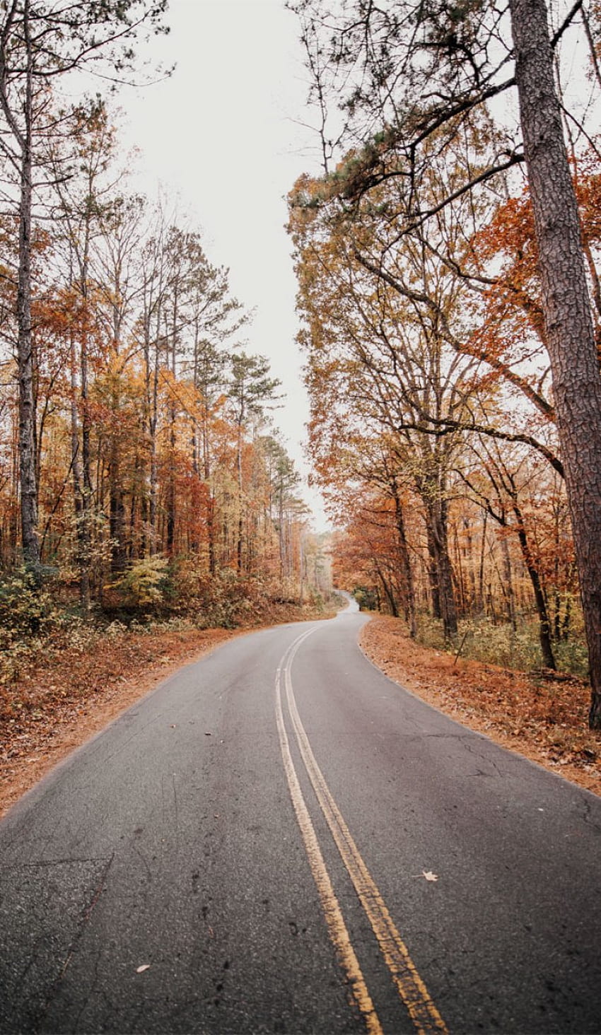 美しい秋の道 - Idea , iPhone , Color Schemes, Highway iPhone HD電話の壁紙