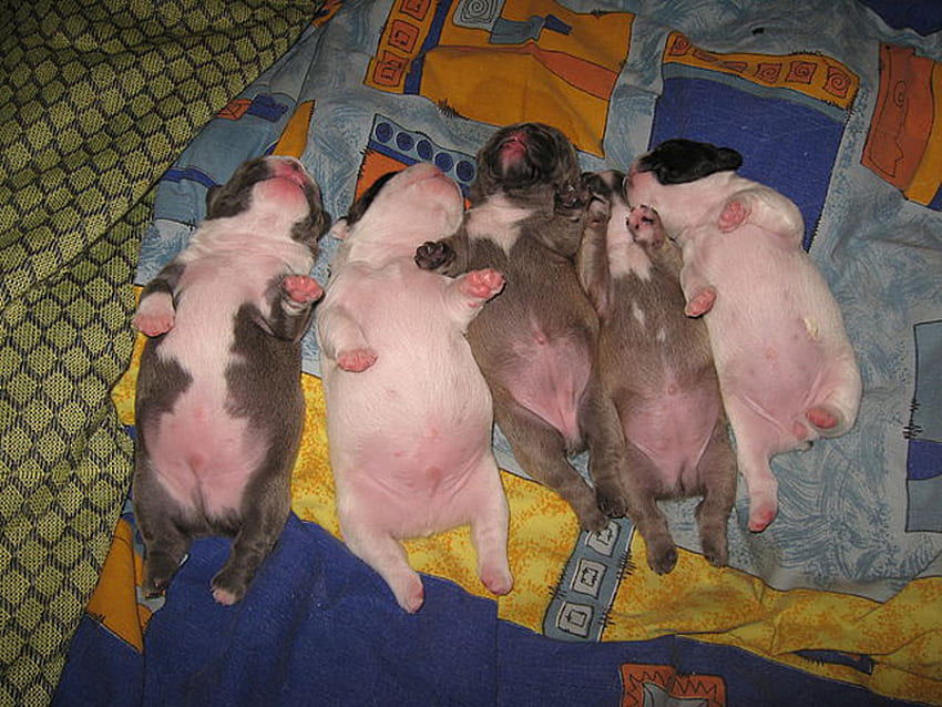 cachorros, vientres, mascotas, bien alimentados, perros, bebés, dormido, bulldog francés fondo de pantalla