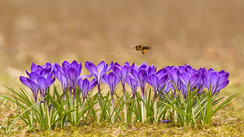 Lebah Madu Terbang Di Atas Bunga Crocus Ungu Dengan Latar Belakang Blur Wallpaper HD
