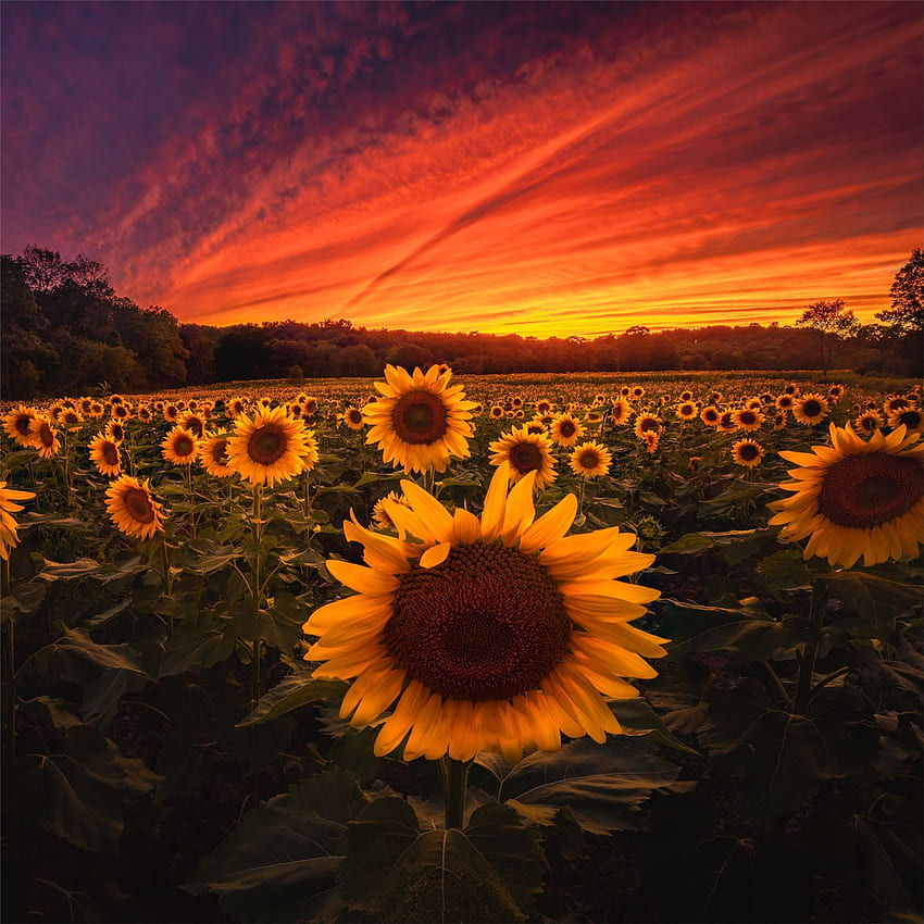 Sunflower field iPad Air HD phone wallpaper | Pxfuel