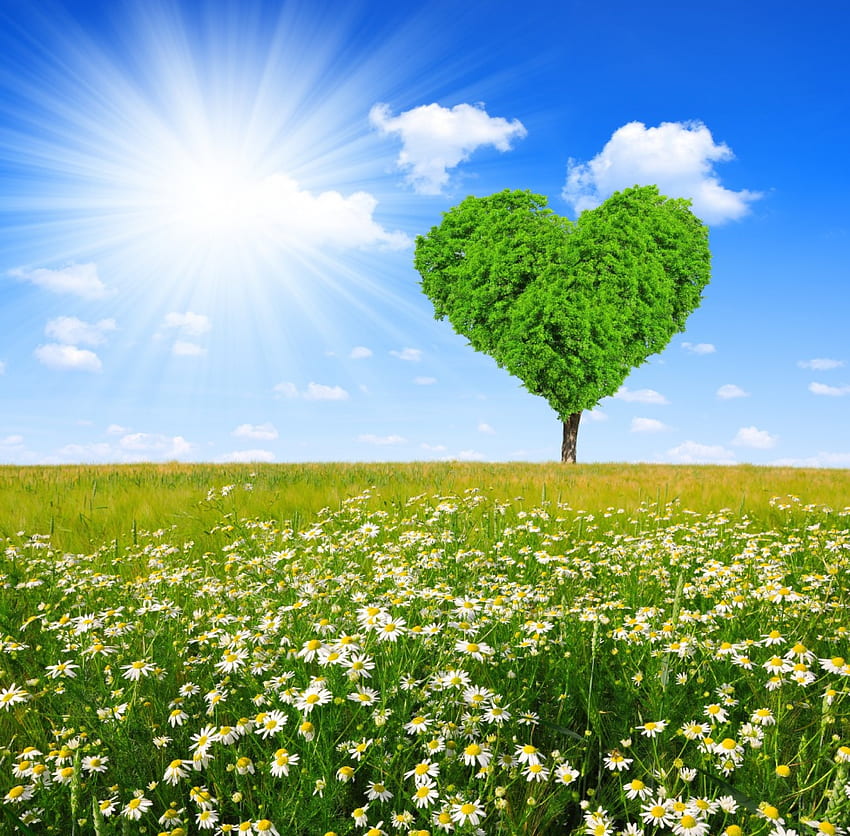 Love Tree, sunshine, field, daisy, love, spring, heart, tree HD wallpaper