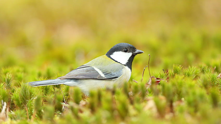 O pássaro chapim azul amarelo está parado na grama verde em pássaros de fundo desfocados papel de parede HD