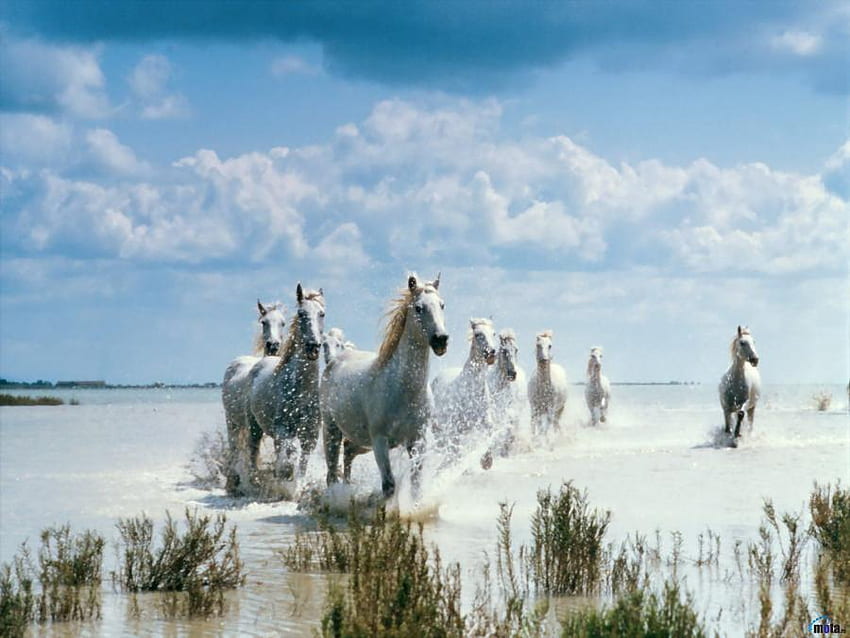 Wild but Furious, white horses, snow, clouds, sky, lake HD wallpaper