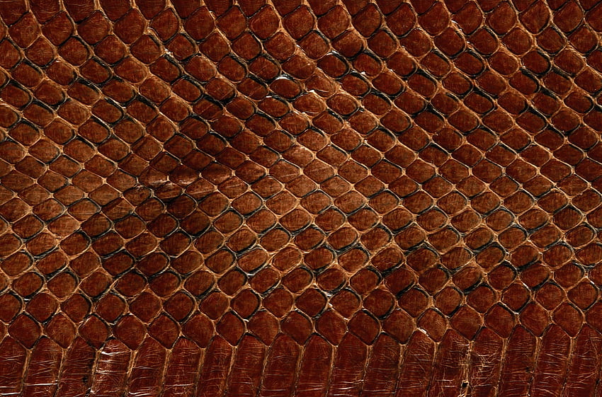 Background, Texture, Textures, Skin, Leather, Snake Scales, Scales Of Snakes HD wallpaper