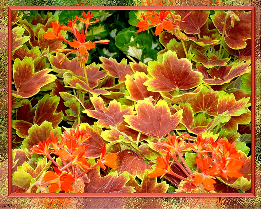 葉 3、秋、庭、春、夏、葉、植物、花、秋、葉、グラフ 高画質の壁紙