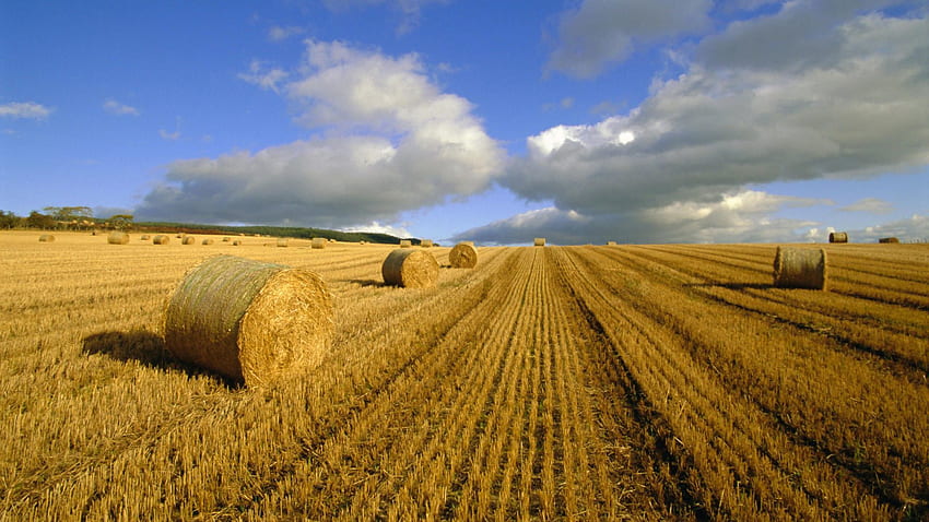 Nature, Summer, Hay, Agriculture, Bales HD wallpaper
