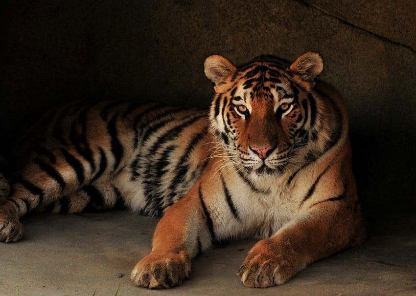Tiger, tigers, animals HD wallpaper