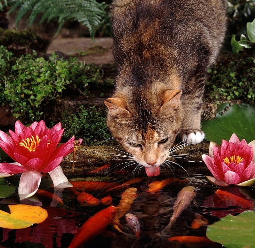 금붕어 연못에서 마시는 고양이, 금붕어, 동물, 고양이, 음주, 연못 HD 월페이퍼