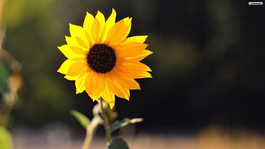 Girasol - Alta calidad de girasoles, hermoso girasol de otoño fondo de  pantalla | Pxfuel