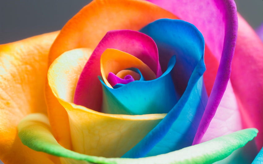 Flowers, Flower, Multicolored, Motley, Rose Flower, Rose, Petals, Close-Up HD wallpaper