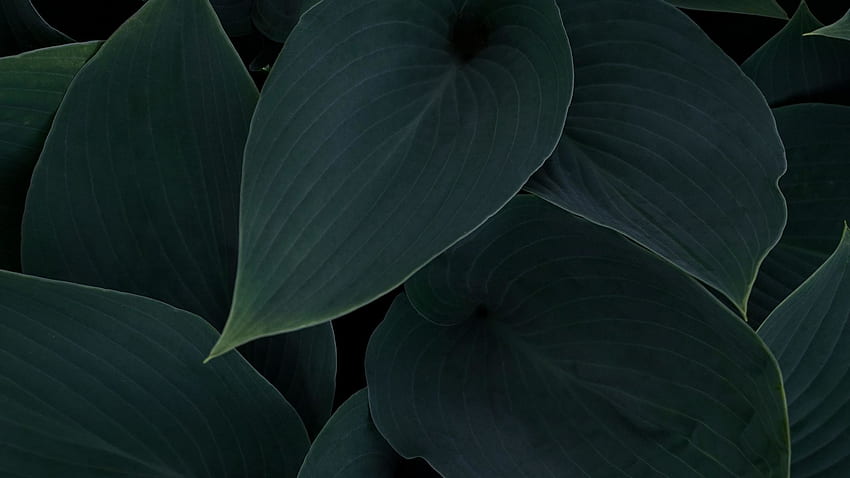 Plant, Green Dark Leaves, Close Up, , , Background, F04665, Dark Plants HD wallpaper