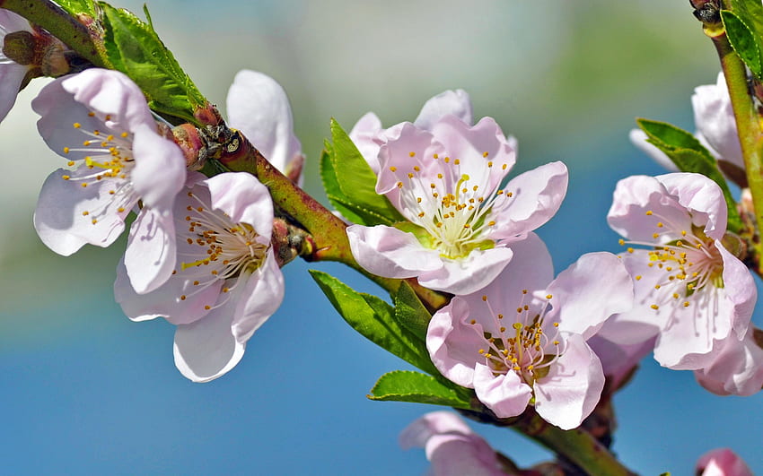 Spring branch, leaves, blossoms, apple, flowering, beautiful, spring, tre, fragrance, branch, scent HD wallpaper