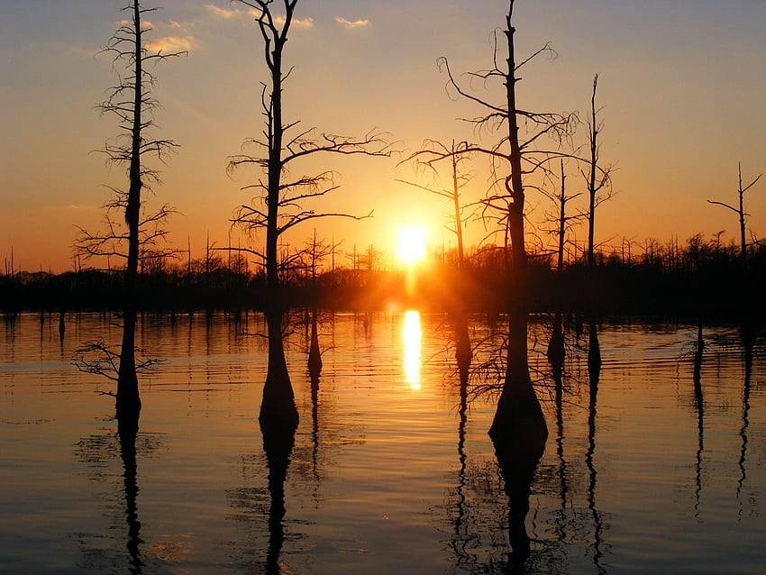 Bayou Sunset - , Bayou Sunset Background on Bat, Louisiana Swamp HD wallpaper