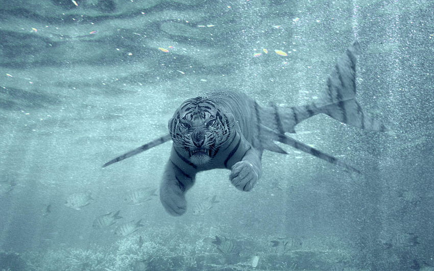 Tiger Shark, Tiger Underwater HD wallpaper