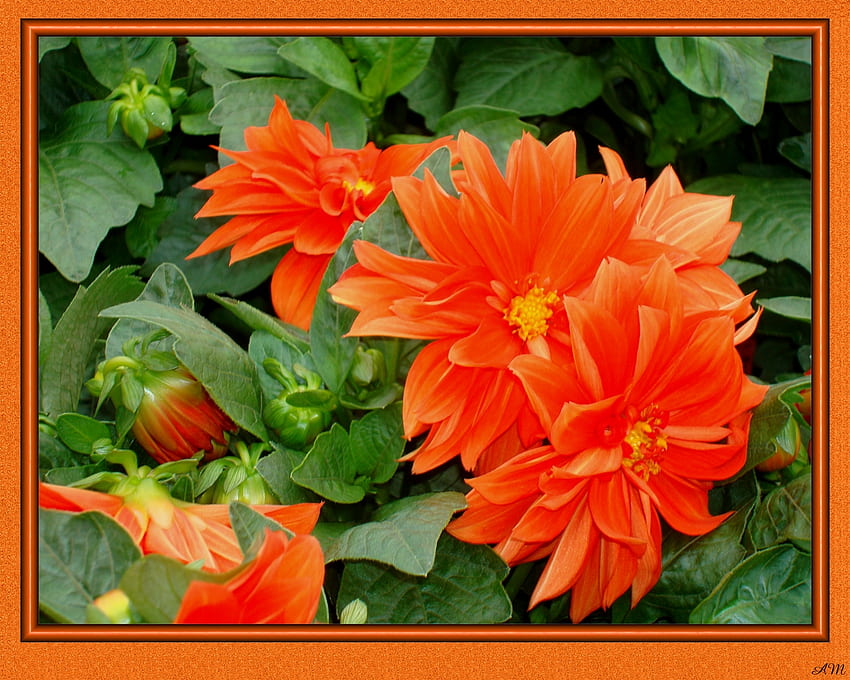 Orange Dahlia, estate, shopper, giardino, dalia, fiori, grafico, primavera Sfondo HD