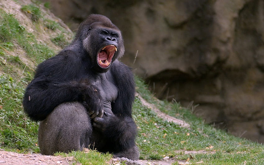 Animais, Gorila, Macaco papel de parede HD